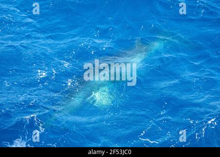 4 Nacht - Fly Dive Minke Whale Expedition - am frühen Morgen vor Anker in der Nähe des Leuchtturms Bommie, Great Barrier Reef Stockfoto