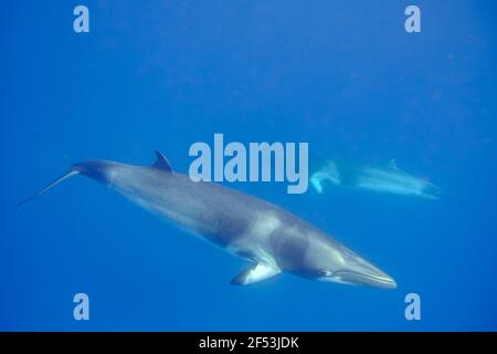 4 Nacht - Fly Dive Minke Whale Expedition - Lighthouse Bommie, Great Barrier Reef Stockfoto