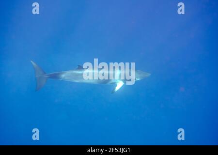 4 Nacht - Fly Dive Minke Whale Expedition - Lighthouse Bommie, Great Barrier Reef Stockfoto