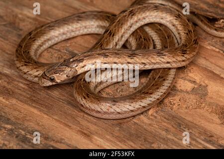 Gestreift Kukri Schlange, Oligodon taeniolatus ist eine Art von nicht giftigen Schlange in Asien gefunden. Auch bekannt als die bunten Kukri oder die Russell's Kukri. Stockfoto