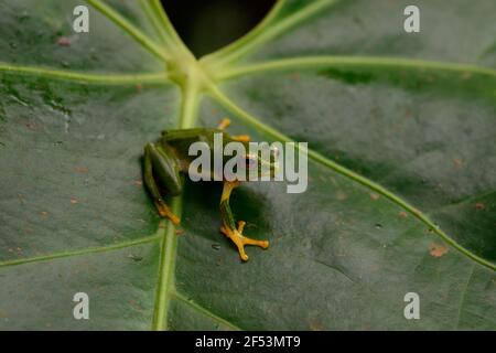 Ein vom Aussterben bedrohter Falscher Malabarfrosch - Rhacophorus pseudomalabaricus Tief im Indira Gandhi Wildlife Sanctuary Stockfoto