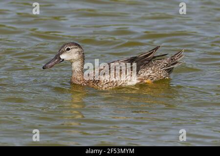 Blue-winged Teal - weibliche Anas Discors Golfküste von Texas, USA BI027100 Stockfoto