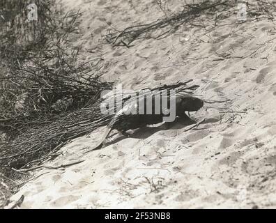 Biber (Castor Fiber L.), zu Fuß auf dem Land Stockfoto