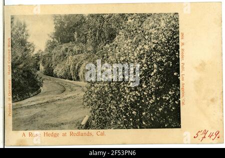 Eine Rose Hedge Redlands. Eine Rose Hedge in Redlands, Cal. Stockfoto