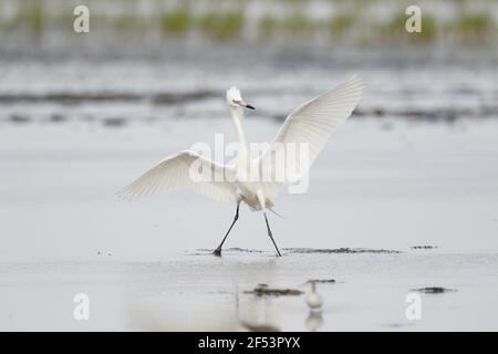 Rötliche Silberreiher - weiße Morph Fischen Egretta saniert, Kanada BI027164 Stockfoto