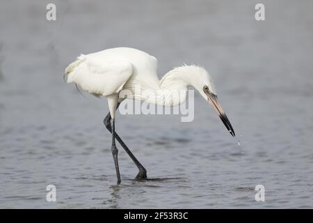 Rötliche Silberreiher - weiße Morph Fischen Egretta saniert, Kanada BI027166 Stockfoto