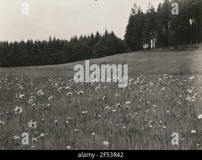 Europa. Real Arnica (Arnica Montana), Wiese Stockfoto