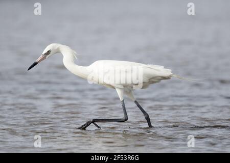 Rötliche Silberreiher - weiße Morph Fischen Egretta saniert, Kanada BI027170 Stockfoto