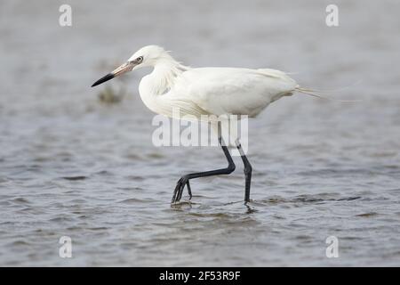 Rötliche Silberreiher - weiße Morph Fischen Egretta saniert, Kanada BI027171 Stockfoto