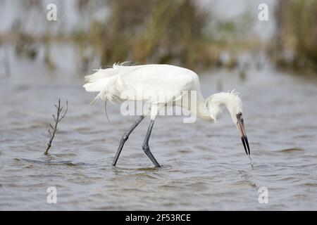 Rötliche Silberreiher - weiße Morph Fischen Egretta saniert, Kanada BI027172 Stockfoto