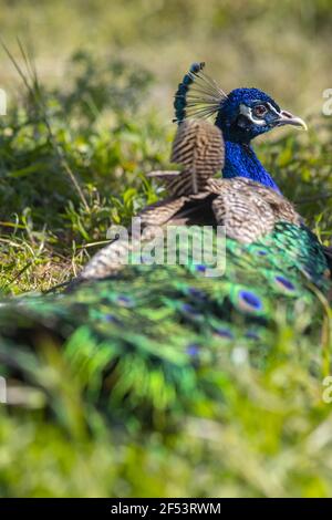 Peafowl ist ein gebräuchlicher Name für drei Vogelarten in Die Gattungen Pavo und Afropavo der Familie Phasianidae mit Farb- und Mustervariationen Stockfoto