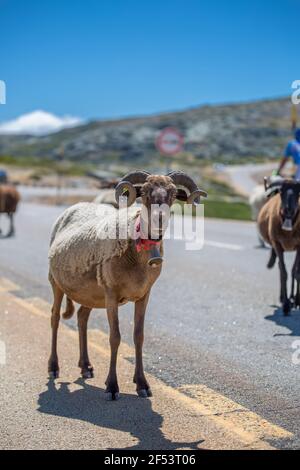 Blick auf eine Bergziege auf der Asphaltstraße mit Glocke um den Hals, in der Serra da Estrela in Portugal Stockfoto