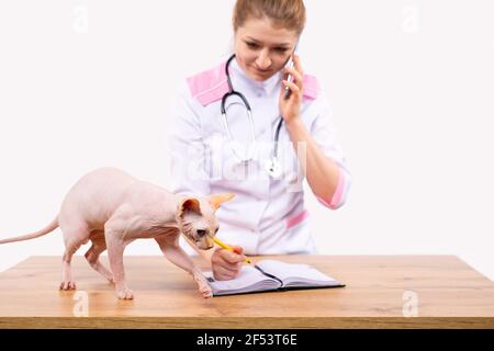 Telefonische Vorregistrierung. Eine Tierärztin in einem weißen Mantel mit Stethoskop macht einen Journaleintrag. Tisch und eine kahle Sphinx-Katze auf dem Tisch Stockfoto