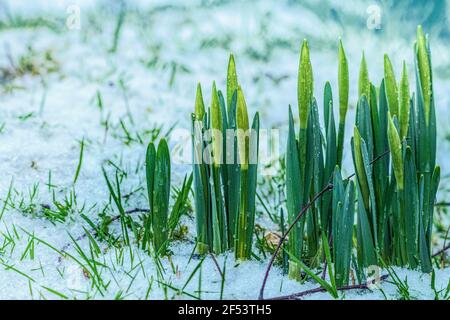 Winter in Irland. Gruppe von Narzissen blüht bei leichtem Schneewetter, kurz vor dem Öffnen, aus dem Spathe hervortretend. Stockfoto