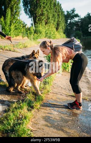 Zwei Schäferhunde spielen mit Besitzer im Freien. Deutsche Schäferhunde zu Fuß draußen in der Sommersonne Tag Stockfoto