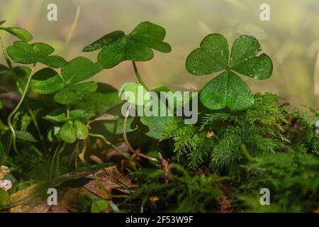 Nahaufnahme des irischen Kleebrocks im frühen Frühjahr gerade erst beginnen, durch den Boden zu brechen. Konzept des ewigen neuen Lebens. Stockfoto