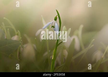 Nahaufnahme der Schneeglöpfenblume im frühen Frühjahr. Konzept des ewigen neuen Lebens. Stockfoto