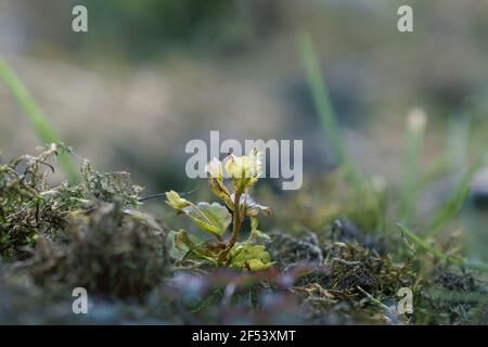 Nahaufnahme von jungen Sprossen gerade erst beginnen, durch den Boden brechen bereit für den Frühling. Konzept des ewigen neuen Lebens. Stockfoto