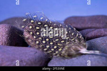Eine Vogelfeder auf Stein Makrofotografie blauen Hintergrund. Stockfoto