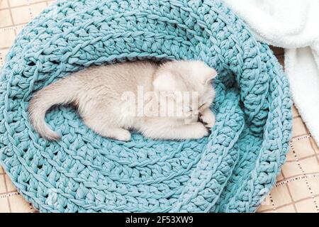 Niedliches silbernes britisches Kätzchen schläft auf einer blauen Strickdecke. Komfort zu Hause. Stockfoto