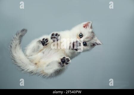 Lustige weiße britische Kätzchen auf einem grauen Hintergrund. Ansicht von unten. Ungewöhnlicher Winkel. Selektiver Fokus. Stockfoto