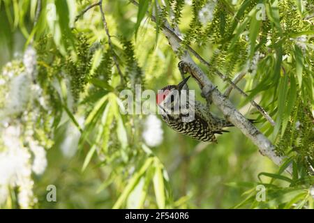 Leiterrückenspecht Dryobates scalaris Golfküste von Texas, USA BI027862 Stockfoto