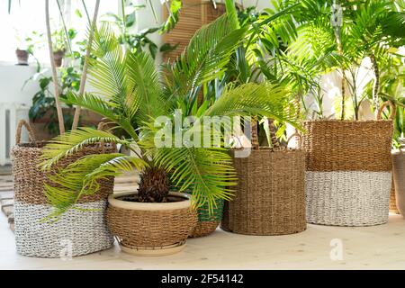 Pflanzen Sie Cycas, verschiedene Palmen in Korbtöpfen auf Holzboden im Wohnzimmer. Hausgarten, städtischer Dschungel Stockfoto