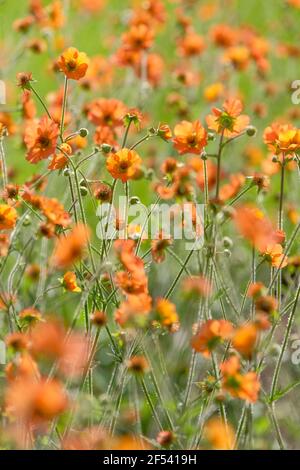 Pfirsich-orange blühende Sorte Geum 'Totally Tangerine' auch bekannt als Avens 'Total Tangerine' Stockfoto