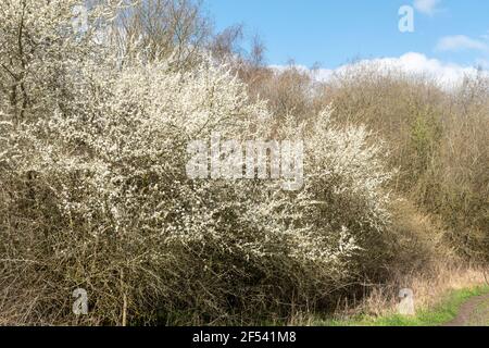 Hecke mit Schlehdorn (Prunus spinosa) mit weißer Blüte im März oder Frühjahr, Surrey, England, UK Stockfoto