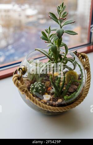 Mini Kaktusgarten in einer Glasvase auf der Fensterbank im Büro. Florarium aus dekorativen Kakteen Stockfoto