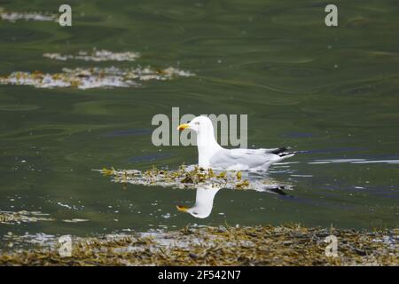 Heringmöwe - Schwimmen im Meer lochLarus argentatus Isle of Mull Schottland, UK BI027878 Stockfoto