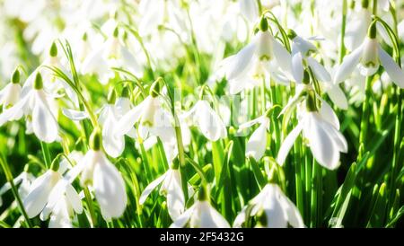 Schneeglöckchen im Frühjahr im Cathkin Braes Country Park, Glasgow, Schottland. Stockfoto