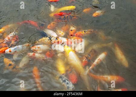 Koi Karpfen Fütterung an der SeenoberflächeProvinz Sichuan China FI000030 Stockfoto