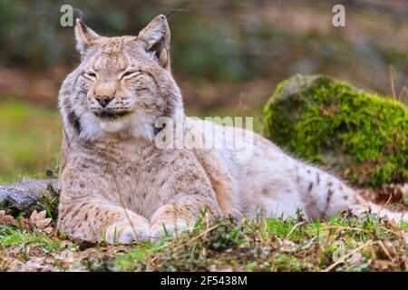 Eurasischer Luchs (Lynx Luchs) aus der Nähe, entspannt ruhende Wildkatze in Gefangenschaft, Europa Stockfoto