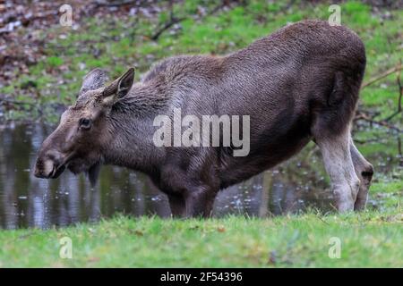 Elch, auch Elch, Kuh, (alces alces) Weibchen am Wasser, Wildpark, Europa genannt Stockfoto