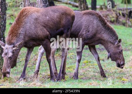 Elchweibchen (alces alces), auch Elche genannt, Kuh mit älteren Kalb, Wildpark, Europa Stockfoto