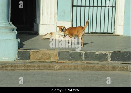 Zwei adoptierte Hunde mit Namensschildern begrüßen sich gegenseitig auf der Treppe in Havanna, Kuba. Türkisfarbene Wände im Hintergrund. Stockfoto