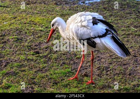 Weißstorch (Ciconia ciconia), Wandern auf Gras Stockfoto