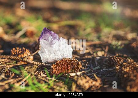Amethyst Kristall auf dem Boden in einem Wald. Einzelne rohe natürliche lila Geode im Freien in Gras, Kegel, Blätter Stockfoto