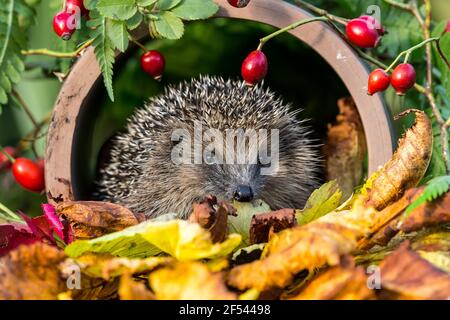 Igel, wilder, einheimischer, europäischer Igel im Herbst mit Blick nach vorne in ein Drainageschrohr mit roten Hagebutten und goldenen Herbstblättern. Querformat Stockfoto