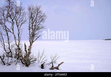 Arktische Flauschbirke oder Bergbirke (Betula pubescens und früher B. p. subsp. Tortuosa genannt) in der Nähe von Tornetrask im Abisko-Nationalpark in der Nähe des Touristenbahnhofs STF Abisko Foto Janerik Henriksson / TT Code 10010 Stockfoto
