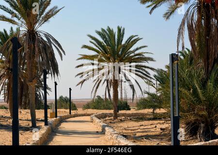 Moses Quellen, Brunnen und Palmen auf der Sinai Halbinsel, Ras Sidr, Ägypten. Stockfoto