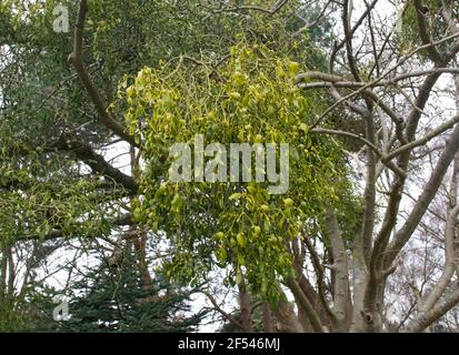 Gesunder Mistelbusch, der in einem Baum im Wald wächst Stockfoto