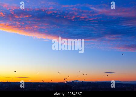 Vögel fliegen über die Stadt. Schwarm Krähen in der Dämmerung Stockfoto