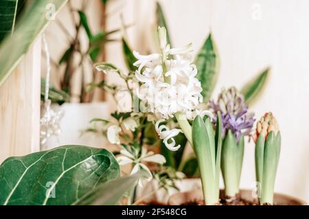 Lila und weiße Hyazinthe in Garten Keramik Topf Stockfoto