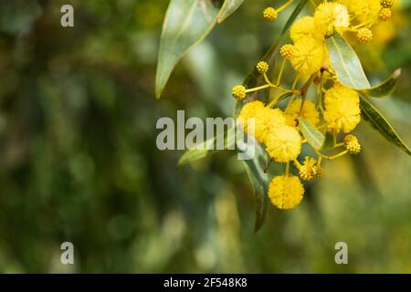 Gelbe Blüten von Akazie saligna Golden Wreath Wattle Tree close-up Auf unscharfem grünen Hintergrund Stockfoto