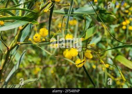 Gelbe Blüten von Akazie saligna Golden Wreath Wattle Tree close-up Auf unscharfem grünen Hintergrund Stockfoto