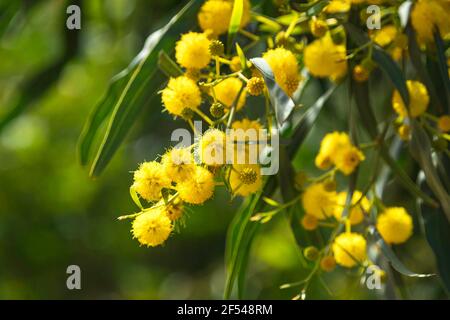 Gelbe Blüten von Akazie saligna Golden Wreath Wattle Tree close-up Auf unscharfem grünen Hintergrund Stockfoto