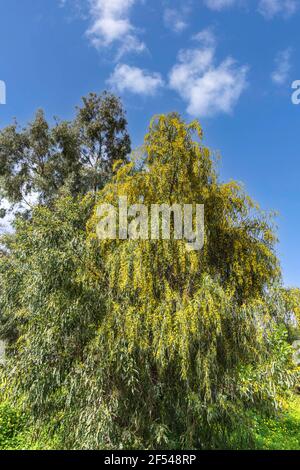 Blühender Baum Akazie saligna Golden Wreath Watte gegen den Himmel Mit Wolken Stockfoto