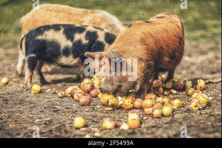 Neuseeländische Ferkel essen Äpfel. Stockfoto